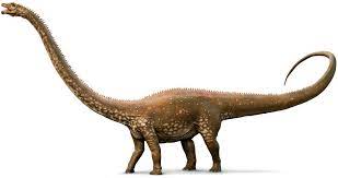 Diplodocus carnegii — назван в честь эндрю ↑ hatcher j. Diplodocus Diplodocus Facts Dk Find Out
