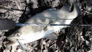 Entdecke rezepte, einrichtungsideen, stilinterpretationen und andere ideen zum ausprobieren. Cara Mancing Ikan Kakap Putih Di Muara Hobi Mancing
