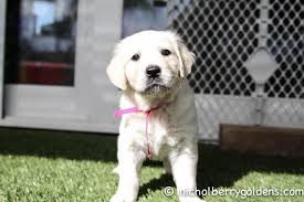 Golden retrievers are large, powerful dogs with long fur and an athletic build. A Roman Georgia Girl Precious Www Nicholberrygoldens Com English Golden Retriever Puppy Golden Retriever English Golden Retriever