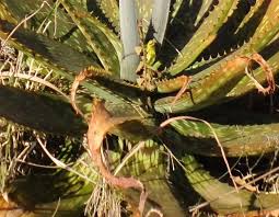 Image result for Aloe cameronii × greatheadii