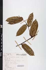 Image result for Chrysophyllum welwitschii