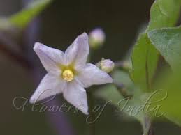 Image result for Solanum villosum