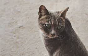 Pet food bank referral directory. Tampa Bay Tnr And Tampa Bay Tnvr Programs Feral Cat Spay Or Neuter Services Tampa Bay Homes For Sale Re Max Acr Elite Group Inc