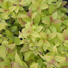 Image result for spirea japonica gold princess