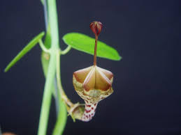 Image result for Ceropegia haygarthii