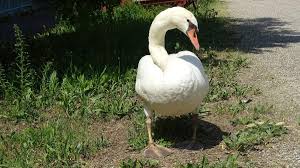 Donner Du Pain Aux Cygnes Peut S Averer Fatal Nature D Ici Et D Ailleurs
