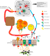 The topical solution is used to treat severe dandruff ( seborrheic dermatitis ). The Neuropharmacology Of Butyrate The Bread And Butter Of The Microbiota Gut Brain Axis Sciencedirect