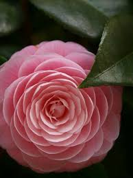 S E N S I Z L I K O L U M Amazing Flowers Small Pink Flowers Beautiful Pink Flowers