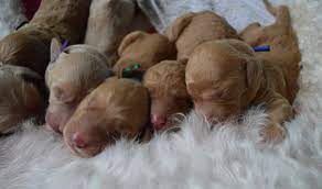 Ramendoodles labradoodle & goldendoodle puppies. Lakeside Pups