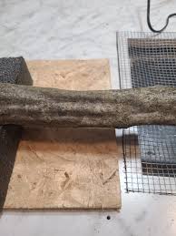 Image result for Vepris zambesiaca