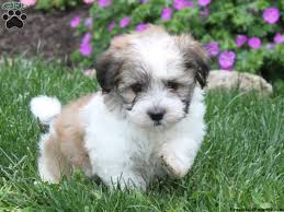 If you are looking for havanese puppies for sale tx, check out our list of havanese breeders located in texas here! 31 Havanese Ideas Havanese Havanese Puppies Puppies