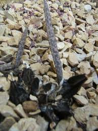 Image result for Oeceoclades