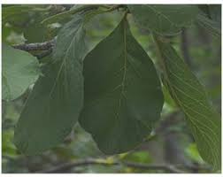 Image result for Turraea nilotica