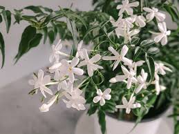 Image result for Jasminum bakeri