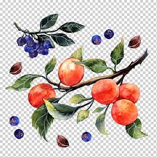 Apple رسم بألوان مائية Illustrator Illustration برتقال وألوان مائية أوراق مائية طعام تصوير Png