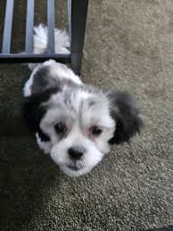 How do i leave my baby alone for a long period of time? I work from home  but have to go in office once a month and Monday will be her first