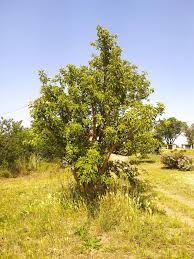 Image result for Phytolacca dioica