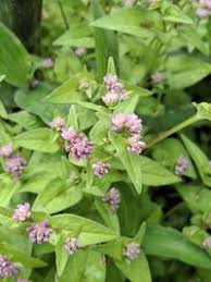 Image result for Persicaria nepalensis
