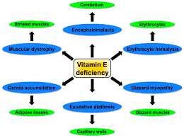 The best way to consume this vitamin is through a healthy diet. Vitamin E Benefits Of Vitamins Uses And Warnings Update 2020 13 Things You Need To Know