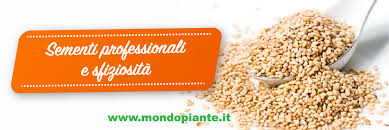 Migliori codici sconto mondo piante attivi 2021 e offerte, buoni promozionali mondo piante (per la spedizione gratuita mondo piante codici promozionali per mondo piante e coupon : Vendita Piante Online Per Casa E Giardino Vivaio Online Mondo Piante