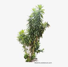 Tropical Bushes Png Tropical Plants Png Transparent Transparent Png 450x756 Free Download On Nicepng Download free bush png images. tropical bushes png tropical plants