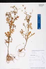 Image result for Senecio sp.no.2