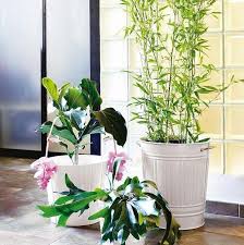 Words of wonders guru planta liliácea de jardín, de flores blancas muy olorosas respuestas. Las Plantas De Interior Mas Resistentes Decorar Con Plantas