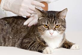 What vaccines do cats need? 2013 Feline Vaccination Guidelines Today S Veterinary Practice