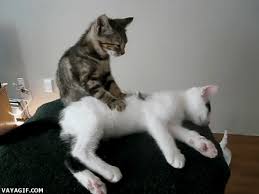 Resultado de imagen para GATITOS EN MOVIMIENTO