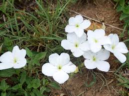 Image result for Cycnium