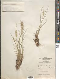 Image result for Heteranthoecia  guineensis