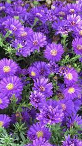 Aster Flower Aster Flower Flowers For Sale Fresh Flowers In Bulk