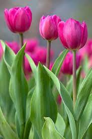 My Absolute Favorite Flower Color Spring Flowers Pretty Flowers Tulips Flowers