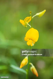 Image result for Crotalaria barkae