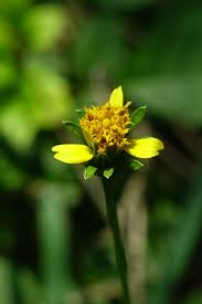 Image result for Bidens bipinnata