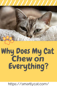 Pin On Cat Care