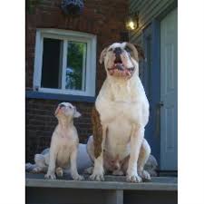 However, we have puppies all over the usa! Steel City American Bulldogs American Bulldog Breeder In Burlington Ontario