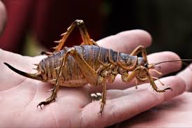 New Zealand Weta Biggest Insect Unusual Animals Bugs And Insects