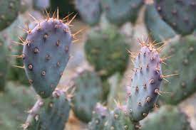 Opuntia basilaris x santa rita = beaverita pink fruit and flowers cactus 1 pad. Prickly Pear Baby Rita Desert Horizon Nursery