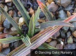 Image result for Ledebouria Unidentified sp. no6.