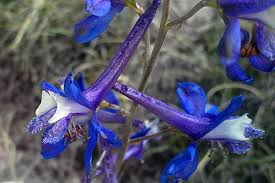 Pink Purple And Blue Wildflower Guide Petrified Forest National Park U S National Park Service