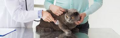 Has the highest death rate in the country from stroke. Cat Stroke Prevention Signs And Treatment My Pet Needs That