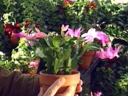 Now that the days are getting longer and the temps are cooling, the conditions are excellent for forcing christmas cactus bloom for the holidays. Q A Christmas Cactus Bud Drop Hgtv