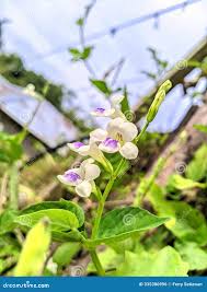 Image result for Asystasia intrusa