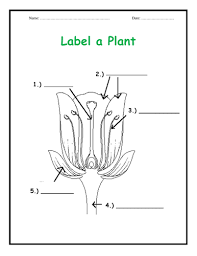 This new botany unit explores the parts of a flower, the parts of a seed, seed and fruit development, and the plant life cycle in general. Label Parts Of A Plant 3 Worksheets Teaching Resources