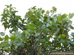 Image result for Rhoicissus tomentosa