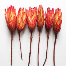 Image result for Protea rupestris