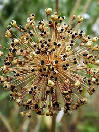 Allium Seed Head Seed Pods Garden Design Dried Flowers