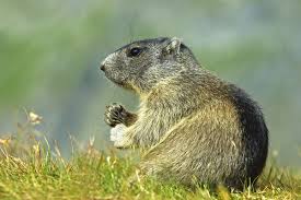 Image result for Cynomys gunnisoni obrázek