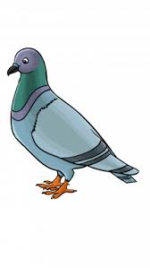 pigeon sketch at paintingvalley com explore collection of pigeon sketch pigeon sketch at paintingvalley com